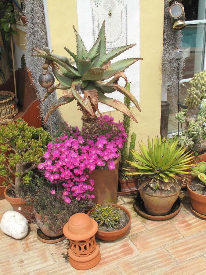 Casa Dos Cactos Hotel Vila Nova de Milfontes Eksteriør billede